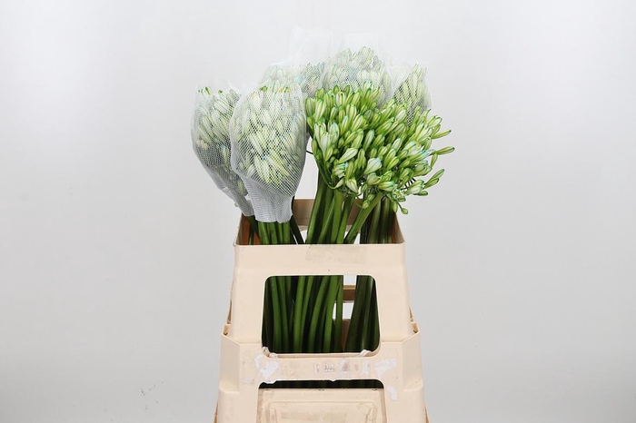 <h4>Agapanthus Kl Bh Groen</h4>