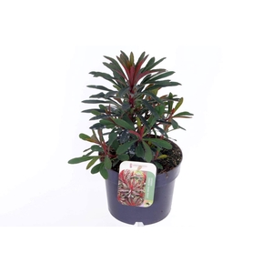 Euphorbia Miner's Merlot