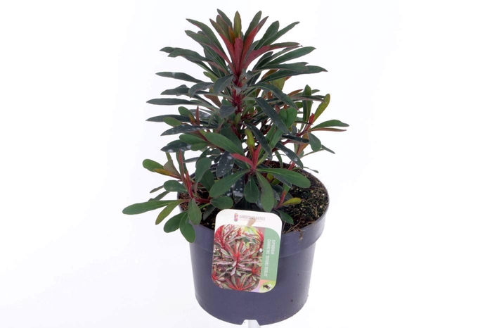 <h4>Euphorbia Miner's Merlot</h4>