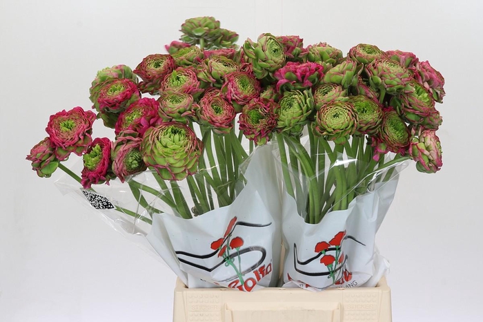<h4>Ranunculus Pon Pon Fanny Extra</h4>