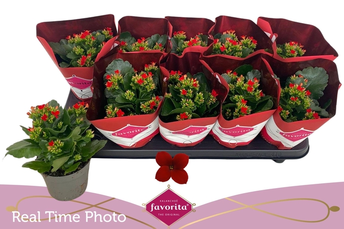 <h4>KAL EN LIPSTICK</h4>