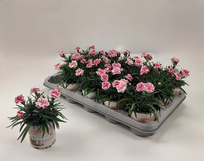 <h4>DIAN RASPBERRY EYES</h4>