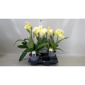 Paphiopedilum  'Amerikaanse hybrid'