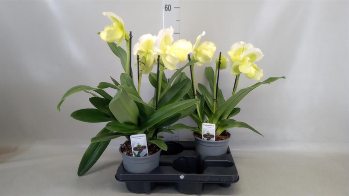 <h4>Paphiopedilum 'Amerikaanse hybrid'</h4>