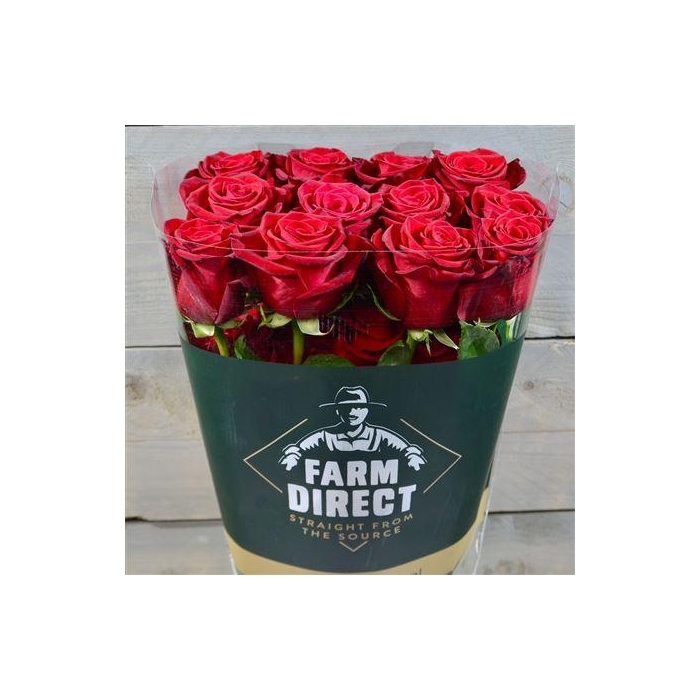 <h4>R Gr Freedom</h4>