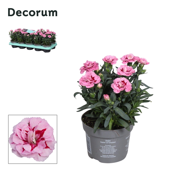 <h4>Dianthus - 10,5 cm - Oscar Pink and Purple - Decorum</h4>