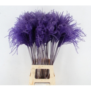 DF Miscanthus 90cm Dark Lilac