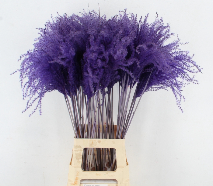 <h4>DF Miscanthus 90cm Dark Lilac</h4>
