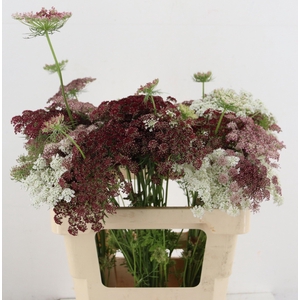 DAUCUS CAROTA DARA