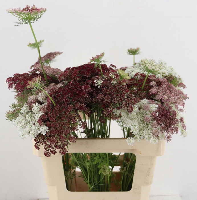 <h4>DAUCUS CAROTA DARA</h4>