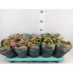 Kalanchoe blos. 'Serenity Pink'