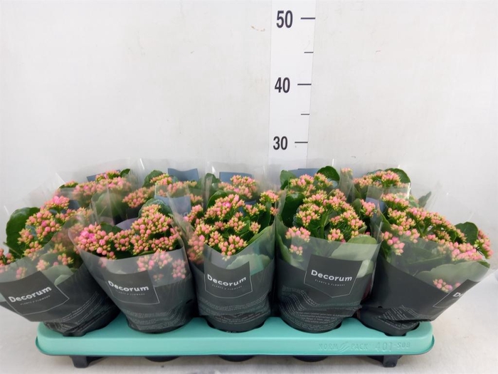 <h4>Kalanchoe blos. 'Serenity Pink'</h4>