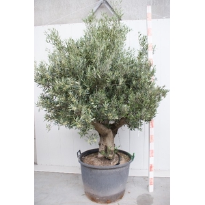 OLEA EUROPAEA