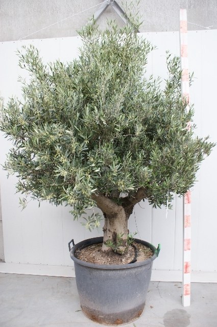 OLEA EUROPAEA