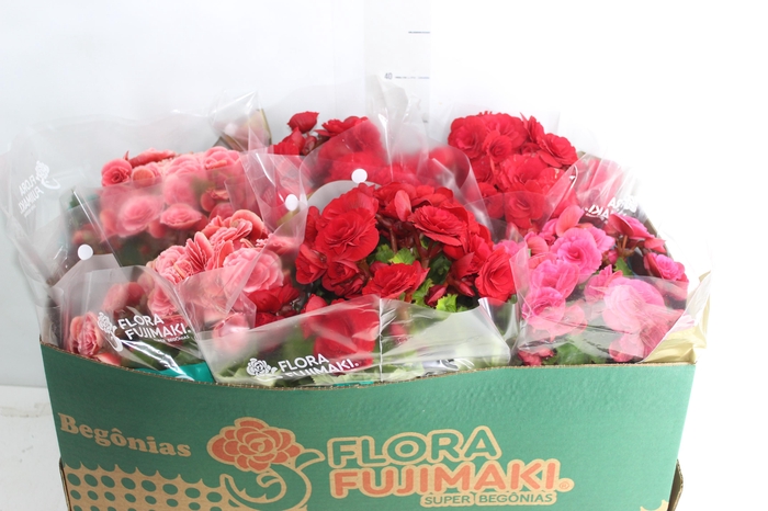 <h4>BEGONIA P15</h4>