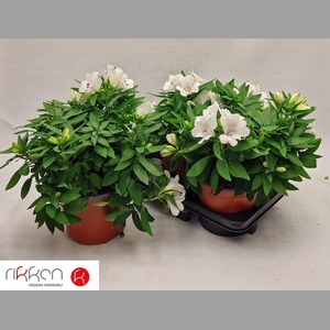 ALST INTI MAG WHITE