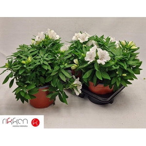 ALST INTI MAG WHITE