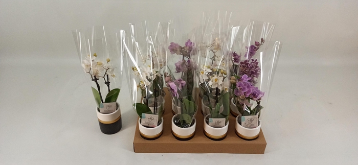 <h4>PHAL MINI</h4>