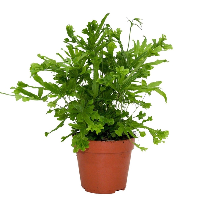 <h4>Pteris Cretica 'Roeweri'</h4>