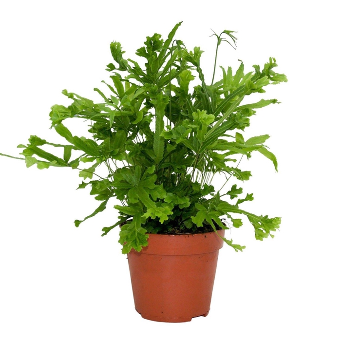 <h4>Pteris Cretica 'Roeweri'</h4>