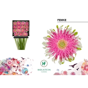 Gerbera large flowered curl-shaped Gerpasta Femke
