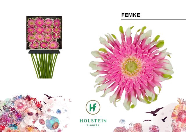 <h4>Gerbera large flowered curl-shaped Gerpasta Femke</h4>