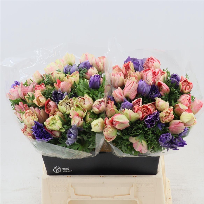 <h4>Anemone Fullstar Pastel Blue</h4>