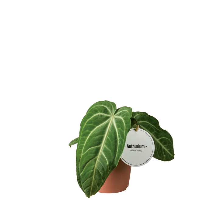 <h4>Anthurium blad</h4>