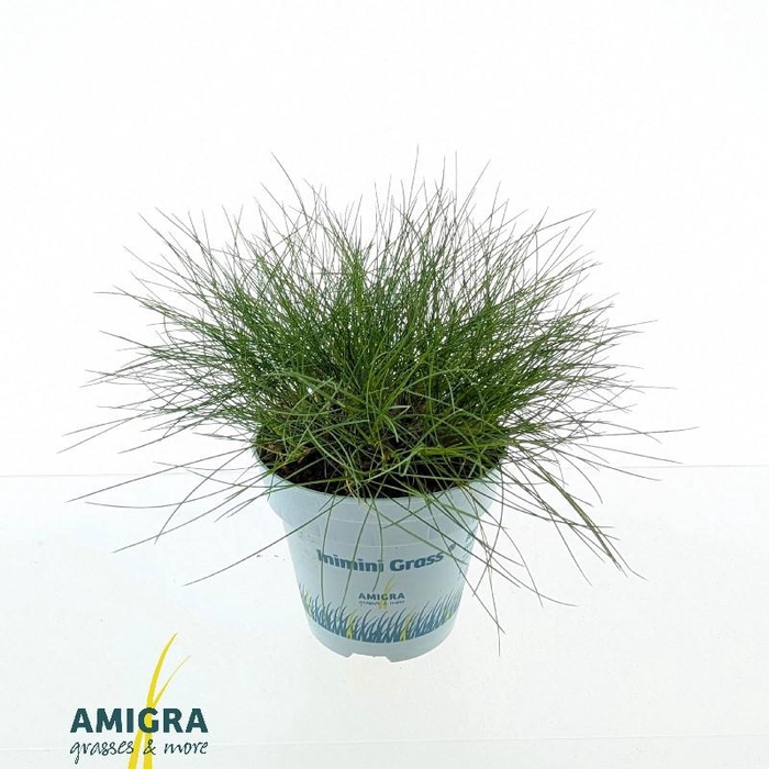 <h4>Festuca gautieri AmiGreen®</h4>
