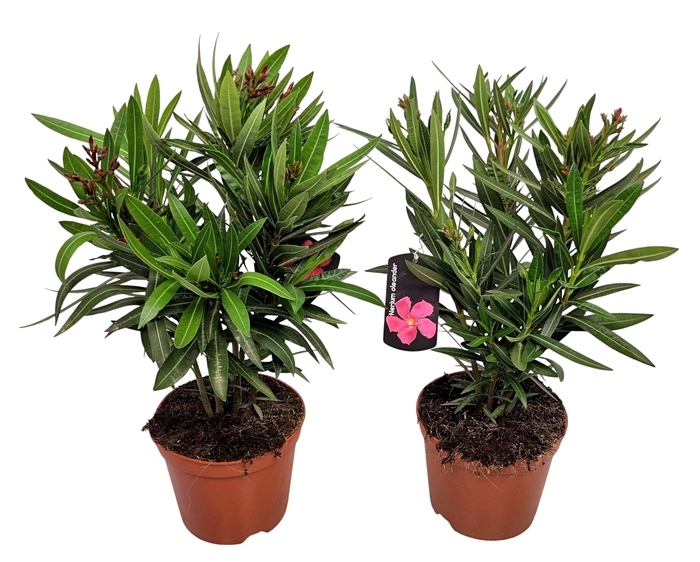 <h4>NERI OLEANDER</h4>