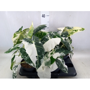 Alocasia   ...
