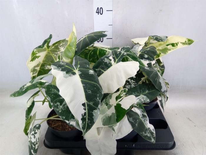 <h4>Alocasia   ...</h4>