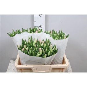 Tulipa EN 'Dynasty'