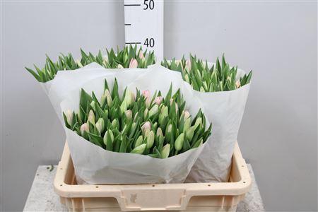 <h4>Tulipa EN 'Dynasty'</h4>