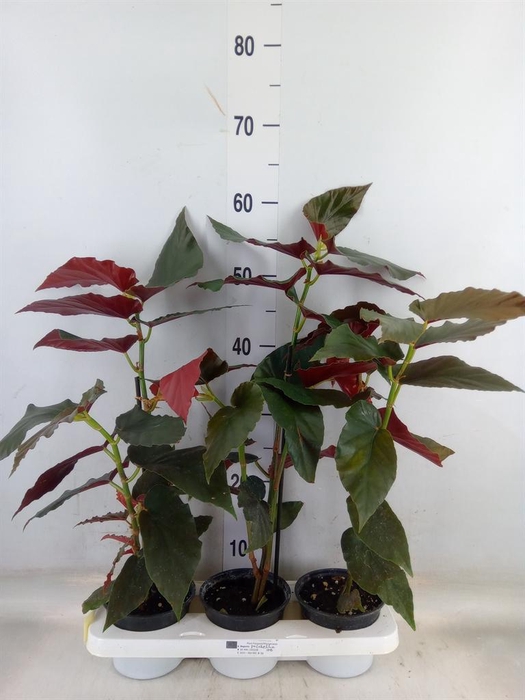 <h4>Planten   ... L%</h4>