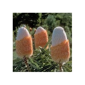 Banksia Natural Prionotes