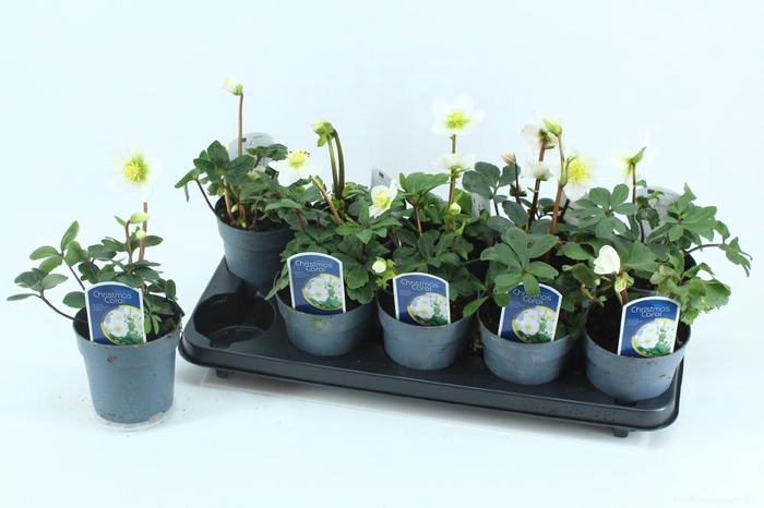 <h4>HELL NI CHR CAROL</h4>