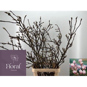 MAGNOLIA GRANDIFLORA