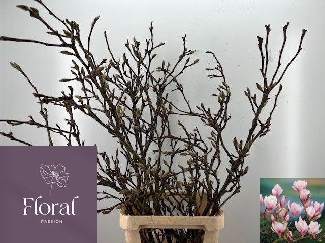 <h4>MAGNOLIA GRANDIFLORA</h4>