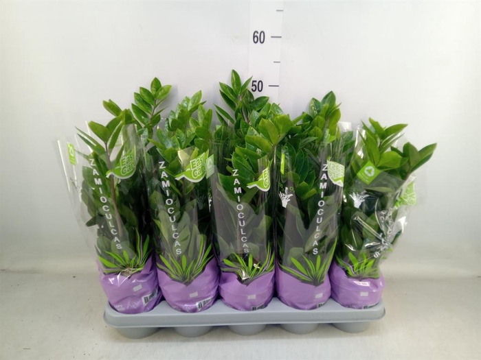 <h4>Zamioculcas zamiifolia</h4>