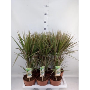 Dracaena marg. 'Bicolor'