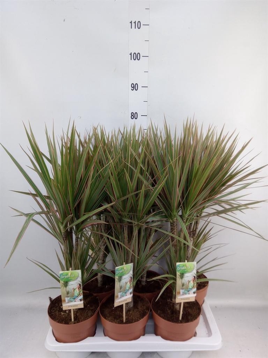 <h4>Dracaena marg. 'Bicolor'</h4>