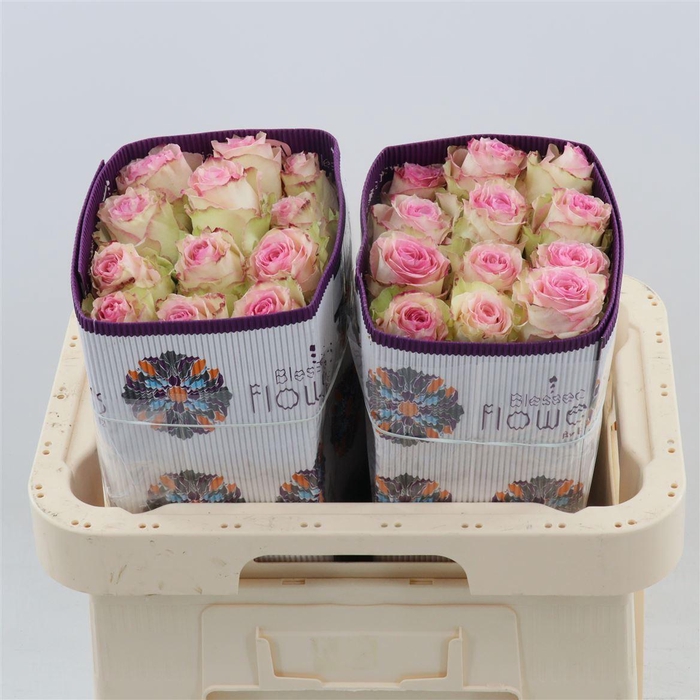 <h4>Rosa gr Esperance</h4>