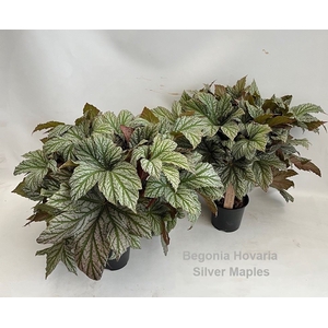 Begonia
