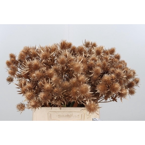 Eryn Magnetar Kl Bh Antiek Goud