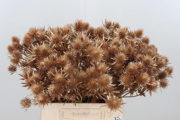 <h4>Eryn Magnetar Kl Bh Antiek Goud</h4>