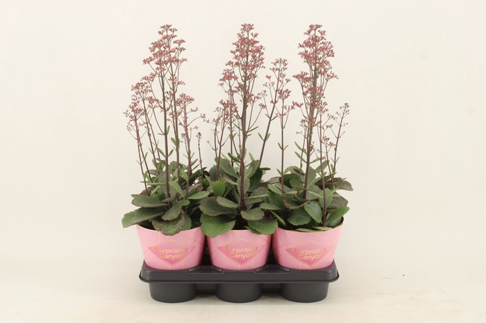 <h4>Kalanchoe Wild Flowers Surprising C</h4>