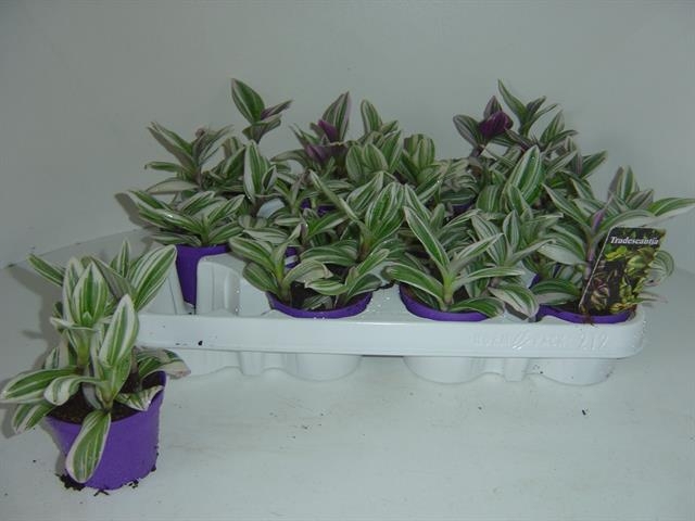 Tradescantia 7Ø 7cm