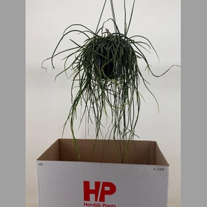 RHIPSALIS FLOCCOSA