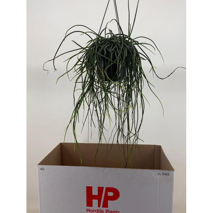 <h4>RHIPSALIS FLOCCOSA</h4>